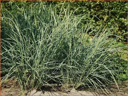 Ammophila breviligulata | Amerikaans helmgras, Helm | Helmgras | American Beach Grass