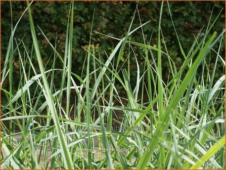 Ammophila breviligulata | Amerikaans helmgras, Helm | Helmgras | American Beach Grass