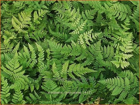 Dryopteris carthusiana | Smalle stekelvaren