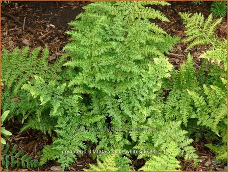 Dryopteris dilatata &#039;Crispa Whiteside&#039; | Gekroesde stekelvaren