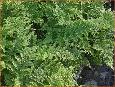 Dryopteris dilatata &#039;Crispa Whiteside&#039; | Gekroesde stekelvaren