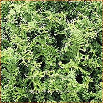 Dryopteris filix-mas &#039;Cristata&#039; | Niervaren, Mannetjesvaren