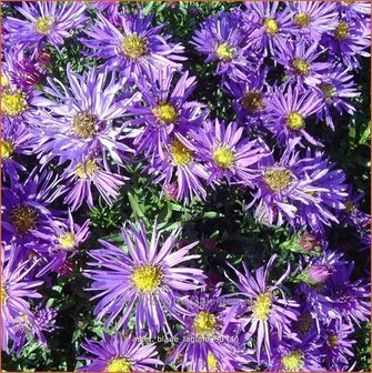 Aster &#039;Blaue Lagune&#039; | Aster