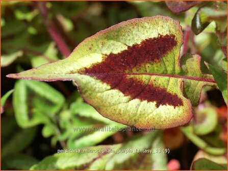 Persicaria microcephala &#039;Purple Fantasy&#039; | Duizendknoop, Adderwortel