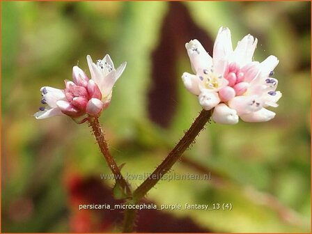 Persicaria microcephala &#039;Purple Fantasy&#039; | Duizendknoop, Adderwortel