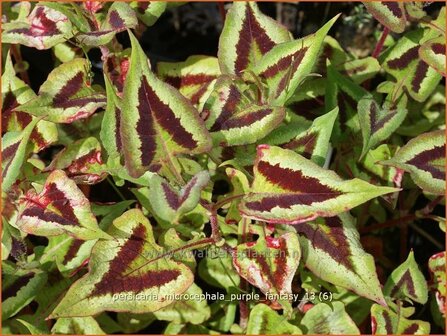 Persicaria microcephala &#039;Purple Fantasy&#039; | Duizendknoop, Adderwortel