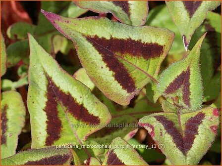 Persicaria microcephala &#039;Purple Fantasy&#039; | Duizendknoop, Adderwortel