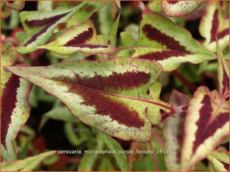 Persicaria microcephala &#039;Purple Fantasy&#039; | Duizendknoop, Adderwortel