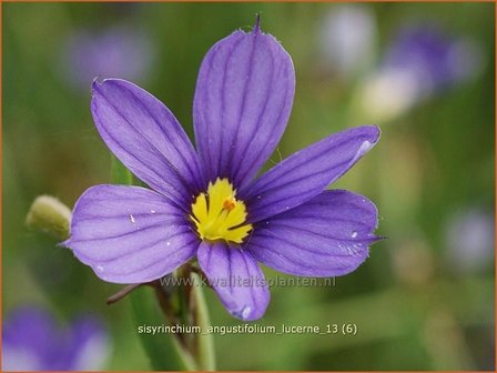 Sisyrinchium angustifolium &#039;Lucerne&#039; | Bieslelie