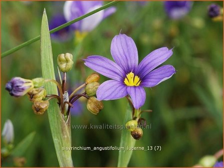 Sisyrinchium angustifolium &#039;Lucerne&#039; | Bieslelie