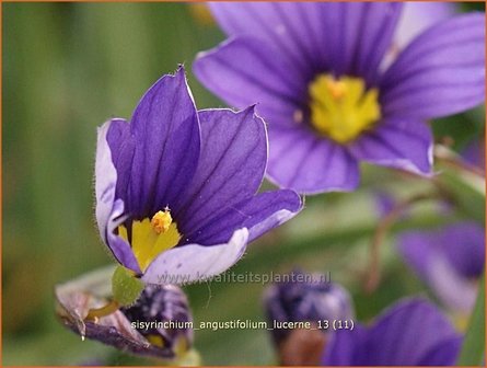 Sisyrinchium angustifolium &#039;Lucerne&#039; | Bieslelie