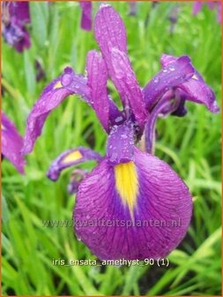 Iris ensata &#039;Amethyst&#039; | Japanse iris