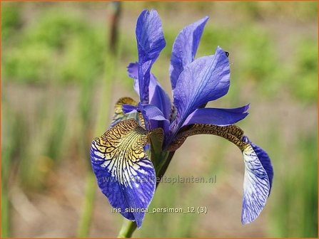 Iris sibirica &#039;Persimmon&#039; | Iris, Lis, Siberische iris