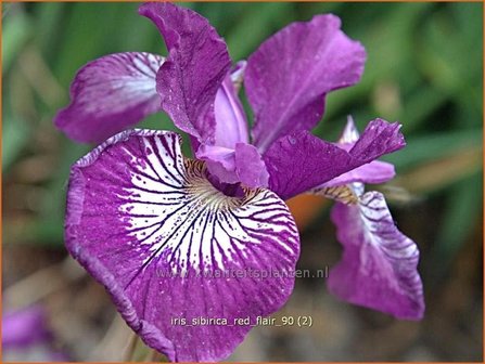 Iris sibirica &#039;Red Flare&#039; | Iris, Lis, Siberische iris