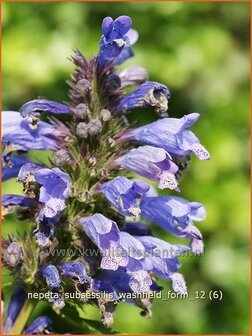 Nepeta subsessilis &#039;Washfield&#039; | Kattekruid, Kattenkruid