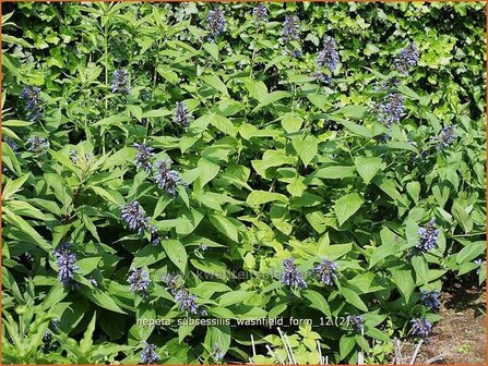 Nepeta subsessilis &#039;Washfield&#039; | Kattekruid, Kattenkruid