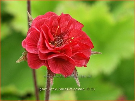 Geum rivale &#039;Flames of Passion&#039; | Nagelkruid, Knikkend nagelkruid