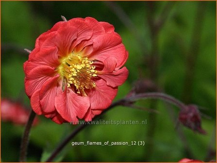 Geum rivale &#039;Flames of Passion&#039; | Nagelkruid, Knikkend nagelkruid
