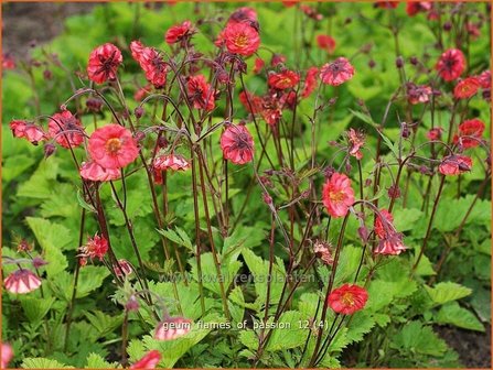 Geum rivale &#039;Flames of Passion&#039; | Nagelkruid, Knikkend nagelkruid