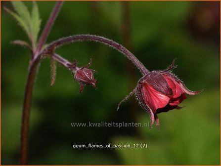 Geum rivale &#039;Flames of Passion&#039; | Nagelkruid, Knikkend nagelkruid