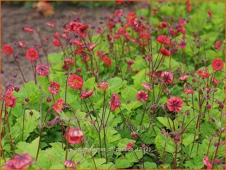 Geum rivale &#039;Flames of Passion&#039; | Nagelkruid, Knikkend nagelkruid