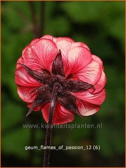Geum rivale &#039;Flames of Passion&#039; | Nagelkruid, Knikkend nagelkruid