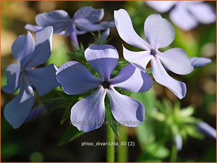 Phlox divaricata | Vlambloem, VoorjaaPhlox divaricata | Voorjaarsvlambloem, Vlambloem, Flox, Floks | Wald-Flammenblumersvlamblo