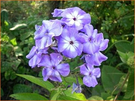 Phlox 'Blue Boy' | Vlambloem