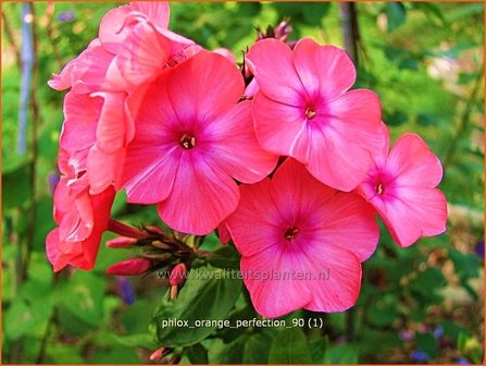 Phlox &#039;Orange Perfection&#039; | Vlambloem