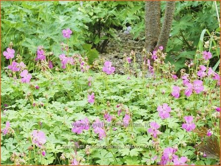 Geranium cantabrigiense &#039;Westray&#039; | Ooievaarsbek