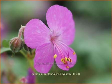 Geranium cantabrigiense &#039;Westray&#039; | Ooievaarsbek
