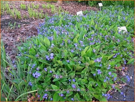 Pulmonaria angustifolia | Longkruid