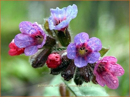 Pulmonaria officinalis &#039;Wuppertal&#039; | Longkruid