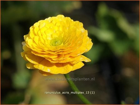 Ranunculus acris 'Multiplex' | Gevulde boterbloem