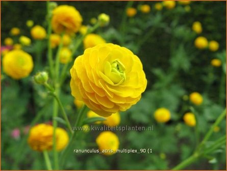 Ranunculus acris &#039;Multiplex&#039; | Gevulde boterbloem, Scherpe boterbloem, Boterbloem | Gef&uuml;llter Hahnenfu&szlig; | Meadow Bu