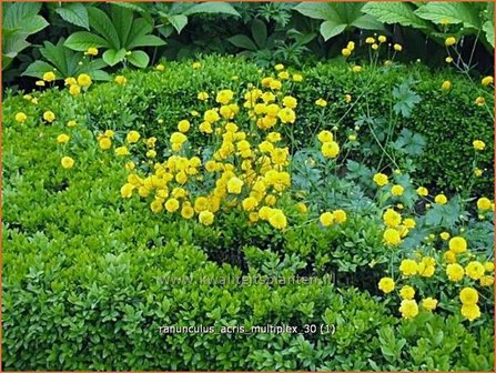 Ranunculus acris &#039;Multiplex&#039; | Gevulde boterbloem, Scherpe boterbloem, Boterbloem | Gef&uuml;llter Hahnenfu&szlig; | Meadow Bu