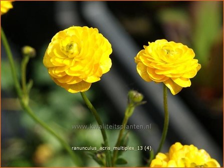 Ranunculus acris &#039;Multiplex&#039; | Gevulde boterbloem, Scherpe boterbloem, Boterbloem | Gef&uuml;llter Hahnenfu&szlig; | Meadow Bu
