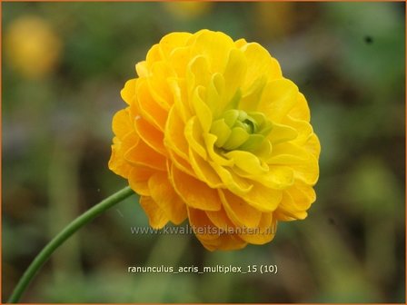 Ranunculus acris &#039;Multiplex&#039; | Gevulde boterbloem, Scherpe boterbloem, Boterbloem | Gef&uuml;llter Hahnenfu&szlig; | Meadow Bu