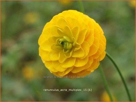 Ranunculus acris 'Multiplex' | Gevulde boterbloem, Boterbloem