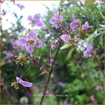 Thalictrum delavayi &#039;Ankum&#039; | Ruit, Chinese ruit