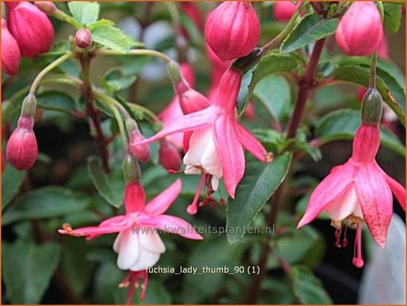 Fuchsia &#039;Lady Thumb&#039; | Bellenplant
