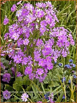 Primula cortusoides 'Primadiente Rose' | Sleutelbloem
