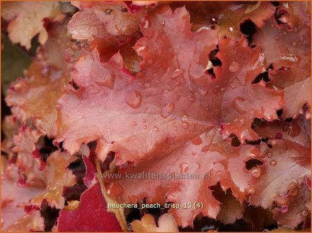 Heuchera &#039;Peach Crisp&#039; | Purperklokje