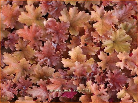 Heuchera &#039;Peach Crisp&#039; | Purperklokje