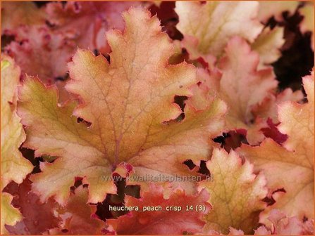 Heuchera &#039;Peach Crisp&#039; | Purperklokje