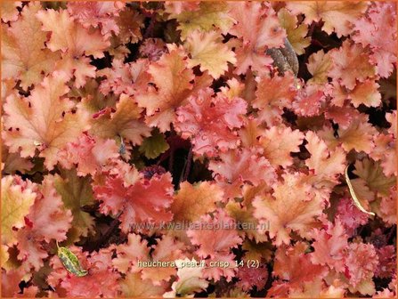 Heuchera &#039;Peach Crisp&#039; | Purperklokje