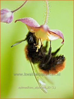 Epimedium alpinum | Elfenbloem