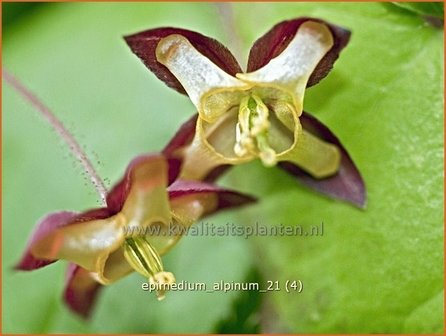 Epimedium alpinum | Elfenbloem