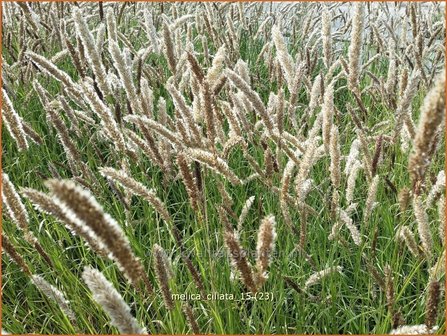 Melica ciliata | Wimperparelgras, Parelgras