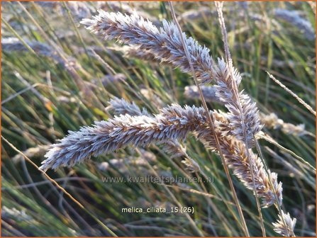 Melica ciliata | Wimperparelgras, Parelgras